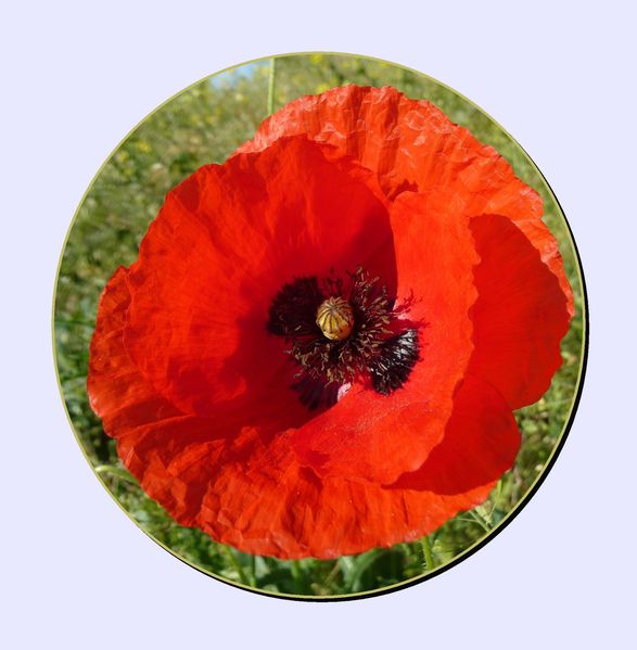coquelicot 5