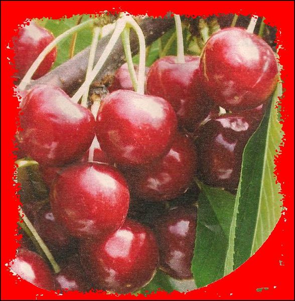 cerises-1.jpg