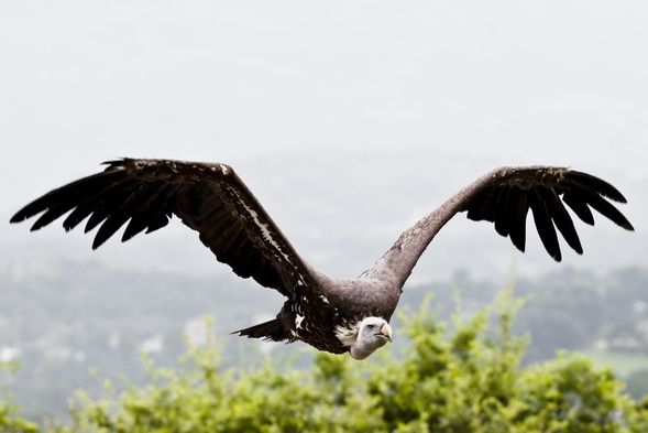 2010 07 04 Donjon aigles 076