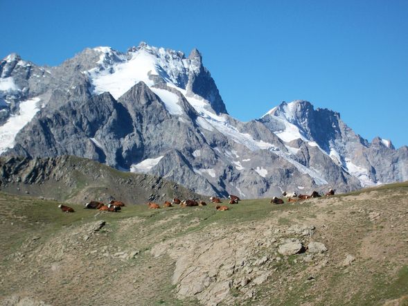 100 1199 troupeau de vaches au pied de la meige