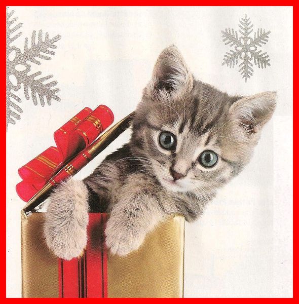 Images préférées Chat dans boite