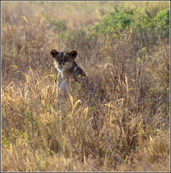 Lionne dans le Serengeti