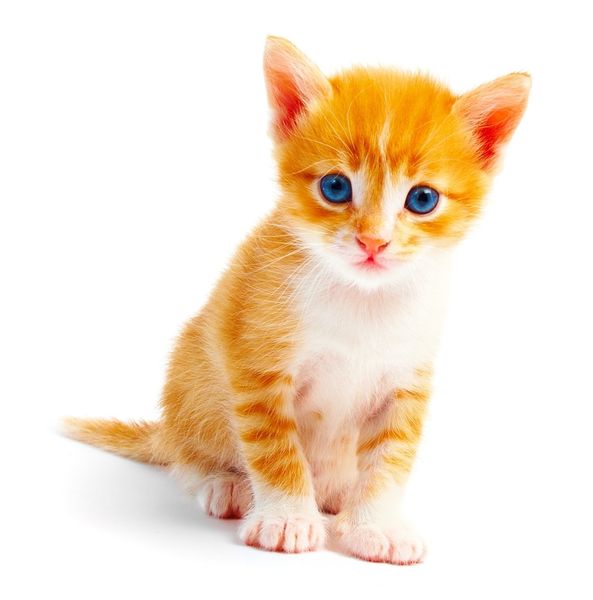 chat le port