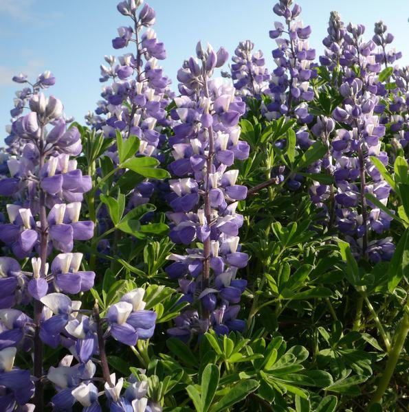 lupins-1