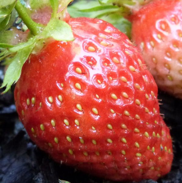fraise-gariguette---mai-2014.jpg