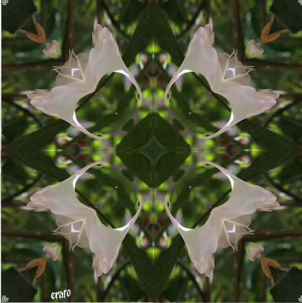 fleur-exotique.jpg