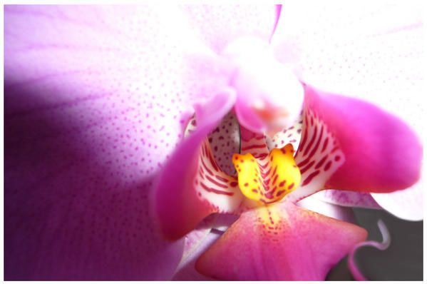 Photo Fleur D Orchidee Realise Avec Un Numerique 5 Mp En Mode Macro photo fleur d orchidee realise