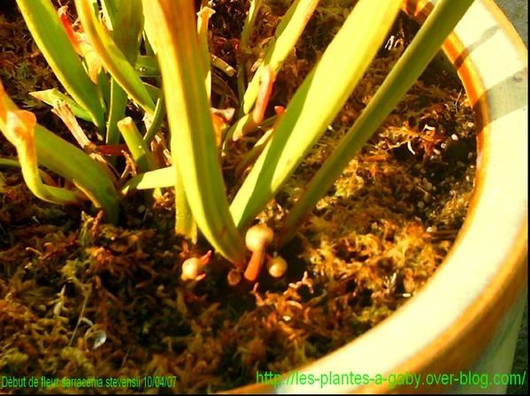 debut de hampe ou pas ? Ebut-de-fleur-sarracenia-stevensii-100407-_1024x768_