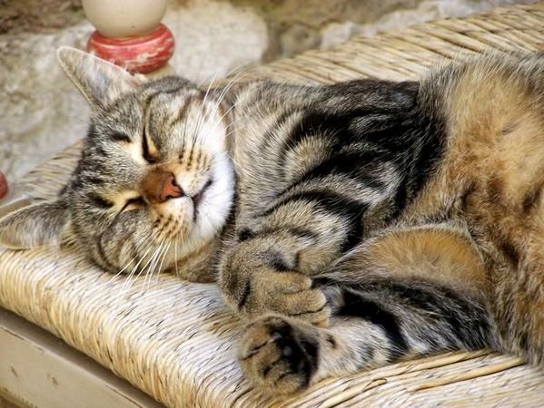 chat-endormi.JPG