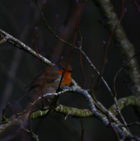 2013-01-26_0025-red.jpg