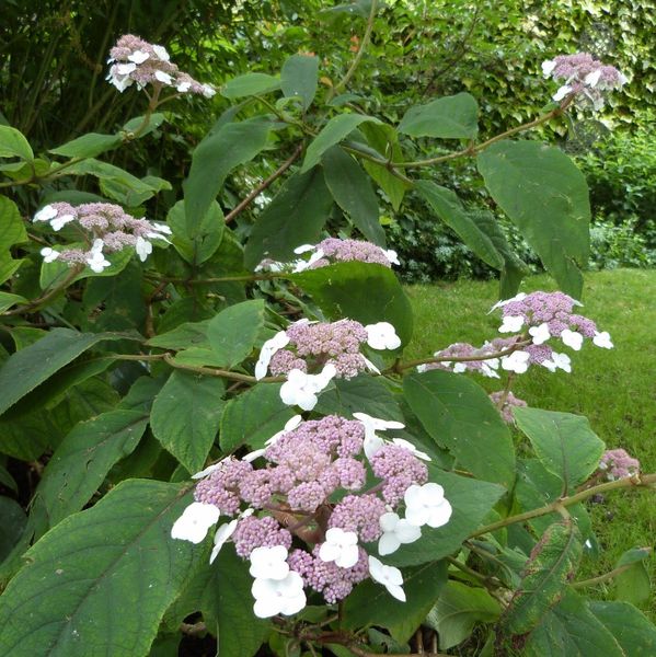 hydrangea-aspera-villosa-serrata---feuilles-et-fleurs---jui.jpg