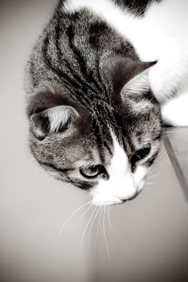 IMG_6322_sepia.jpg