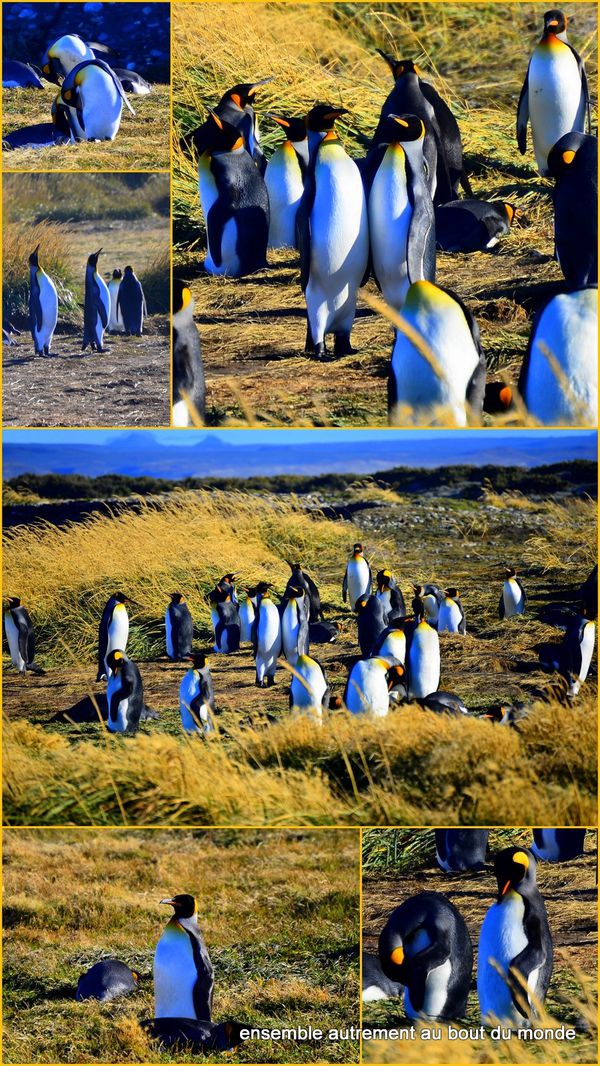 7 Parque pinguino Rey1