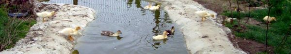 DSC06235.JPG