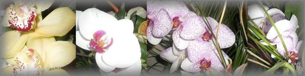 Anniversaire orchidées