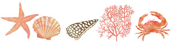 illustration coquillage étoile de mer corail