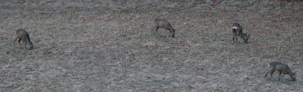 110128 Chevreuils 194