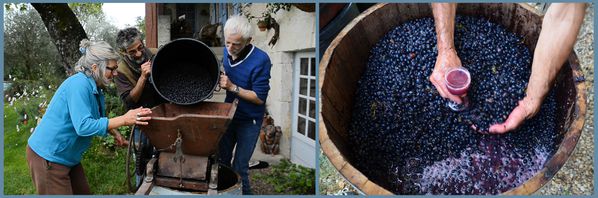 vendanges-2013-3.jpg