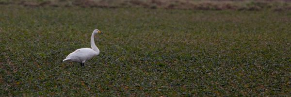 Cygne sauvage, grand fort philippe, janvier 2010 photo 1 ma