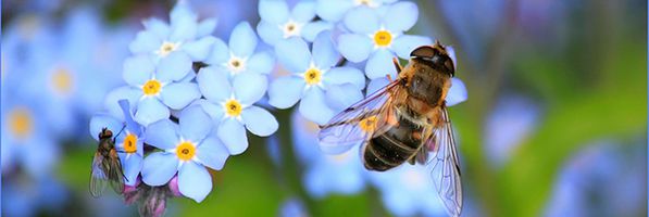 myosotis-abeille-fleur-pollinisation-pollen-00-ban.jpg