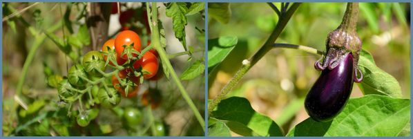 20-8-tomates-aubergine.jpg