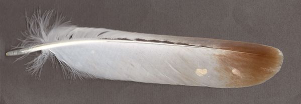 Buse féroce - 273 mm