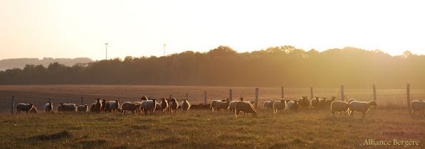bezu-le-guery-2012-levee-du-soleil-moutons-copie-1.jpg