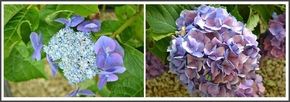 Montage-hydrangeas-2.jpg