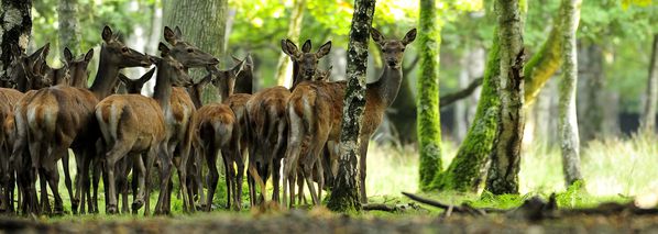 rambouillet 200-400 mm