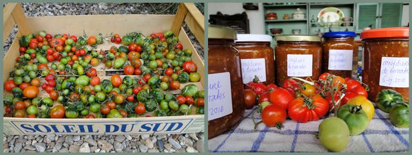 tomates-septembre-2010.jpg