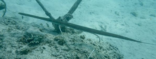Maldives 4 13 cornet02