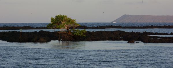 galapagos concha de perla