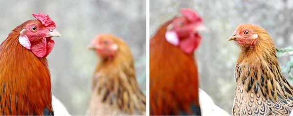 poulettes-4-copie-1