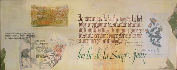 w) Herbe de la Saint-Jean.