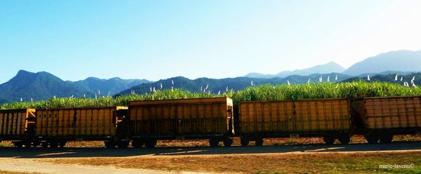 Transport ferroviaire de cannes a sucres, Queensland copy
