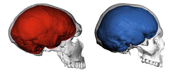Neandertal and Homo sapiens brains