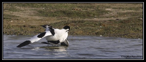 AvocetteBaiedeSomme.6.05-10.jpg