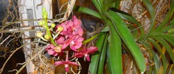 vanda nov2013 6