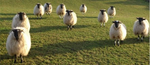 Moutons-Gaia-H.jpg