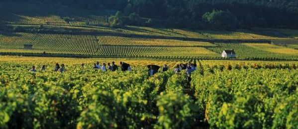 gevrey-chambertin-bourgogne-vin-660417-jpg_453473.JPG