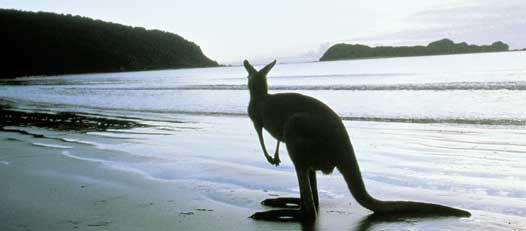 kangaroo-island1.jpg