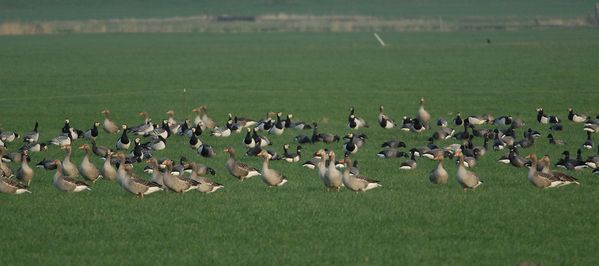 Nigricans Hollande 161209 DSC 8634 web