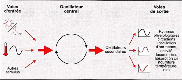 Rytmes Biologiques Et Rythme Veille-sommeil - Site-psychologie (ressources)