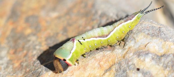 N-7-1044-chenille.jpg
