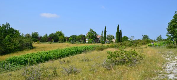 Domaine-Les-Cypres-vignes-16-7-13.jpg