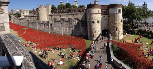 poppies