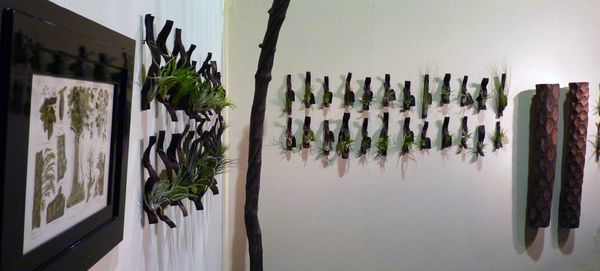 Tillandsia sur Bois Salon Dec. 2011 Silvère Doumayrou