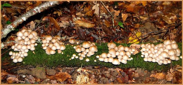 champignon-16.jpg