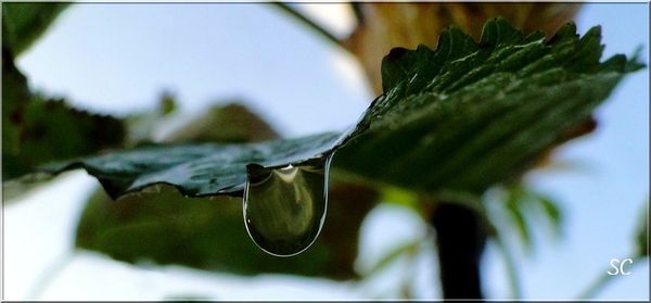 goutte de rosée-03