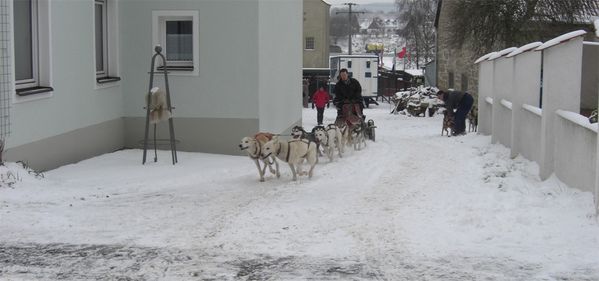 husky9